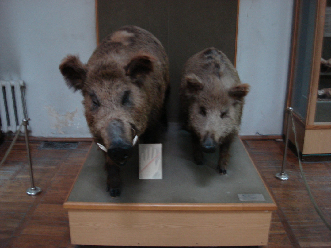 Zhytomyr Nature Museum-Zhytomyr必去景点