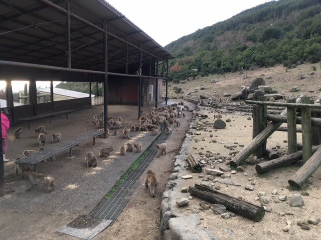 Choshikei Osaru no Kuni景点图片
