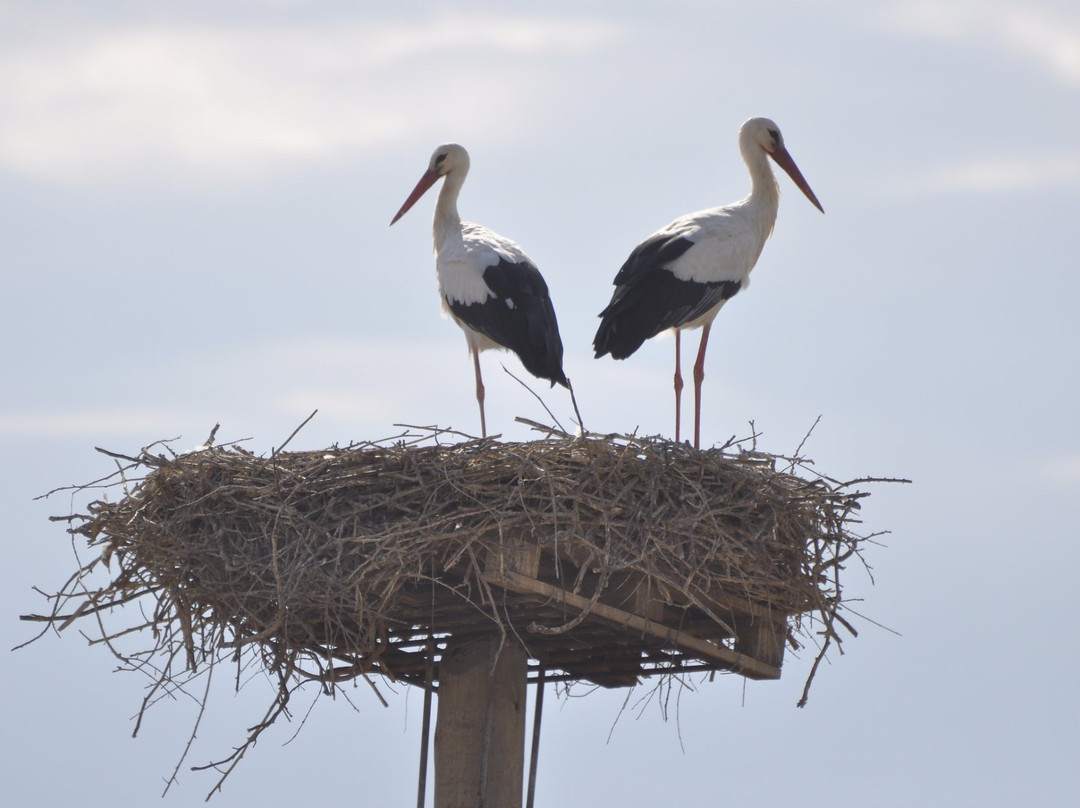 Estany d'Ivars-Ivars d'Urgell必去景点