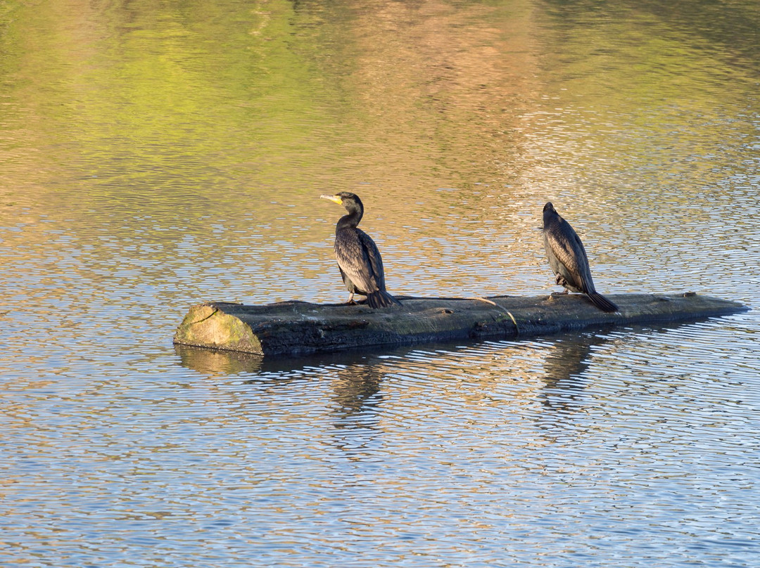 Delta Ponds City Park-尤金必去景点