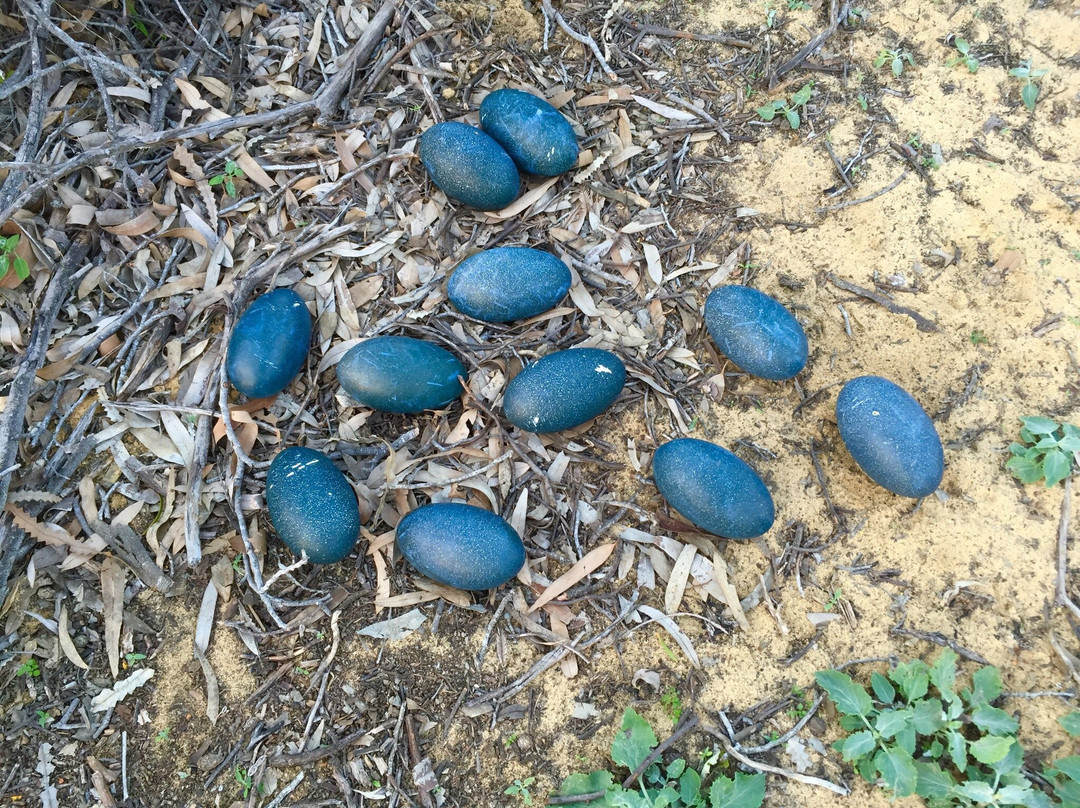 Waminda Wildlife Sanctuary-杰拉尔顿必去景点