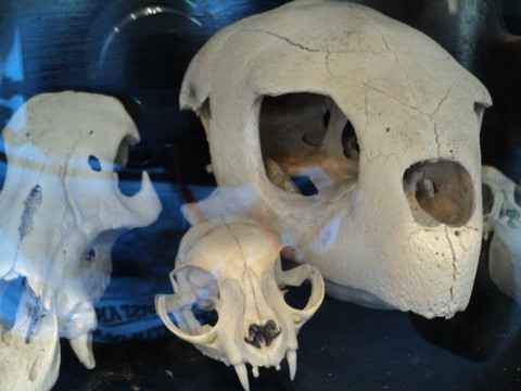 Morbid Anatomy Museum-布鲁克林必去景点