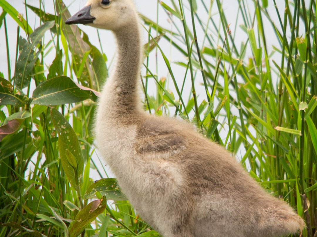 McLaughlin Bay Wildlife Reserve-奥沙瓦必去景点
