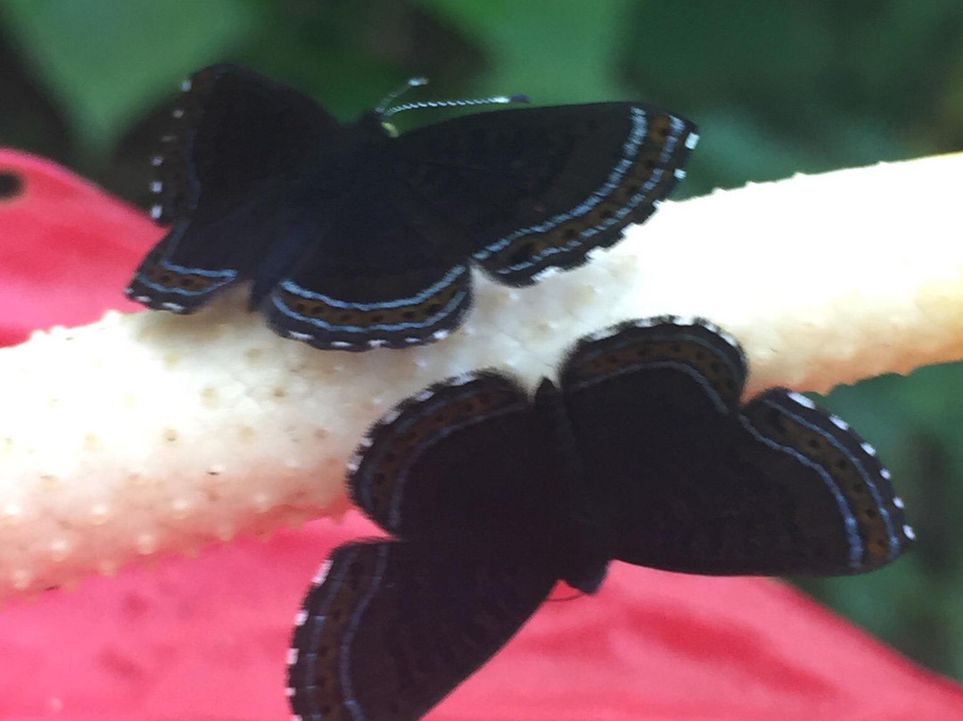 Jardin Botanico Eloy Valenzuela-Floridablanca必去景点