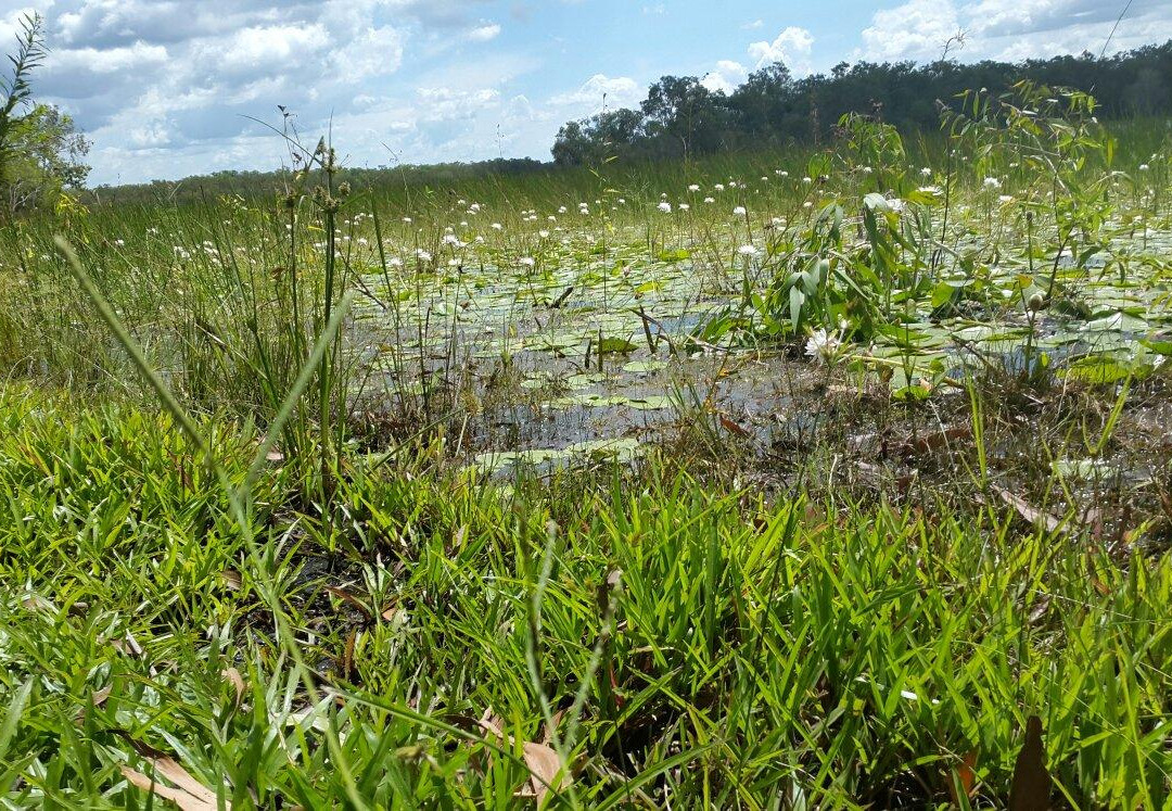 Manton Dam-达尔文市必去景点