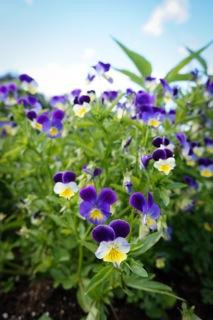 Apple Pond Farm-Callicoon Center必去景点