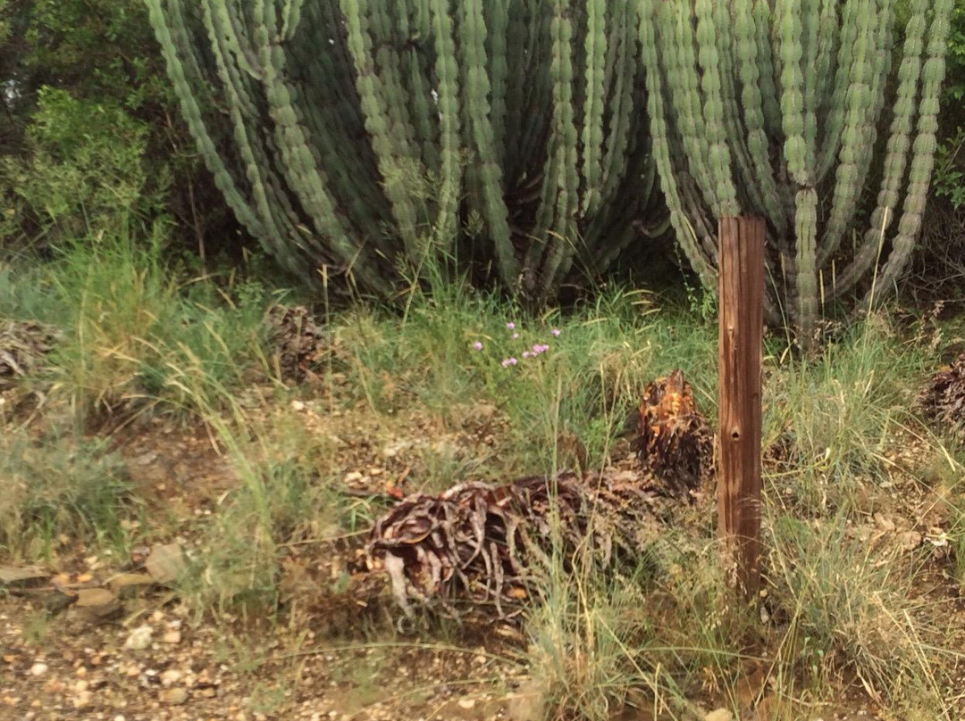 National Botanic Garden of Namibia-温德和克必去景点