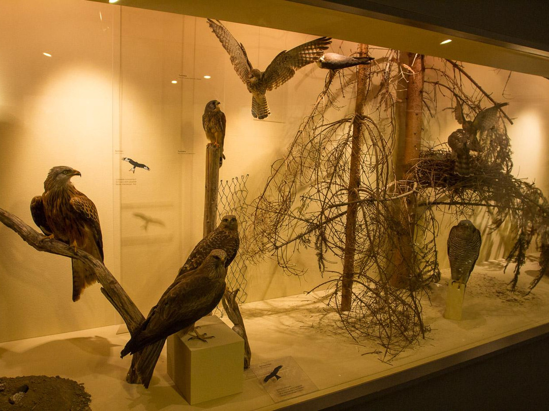 Naturmuseum Olten景点图片