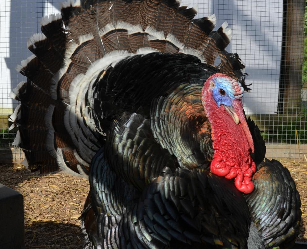 迪恩城市农场-伦敦必去景点