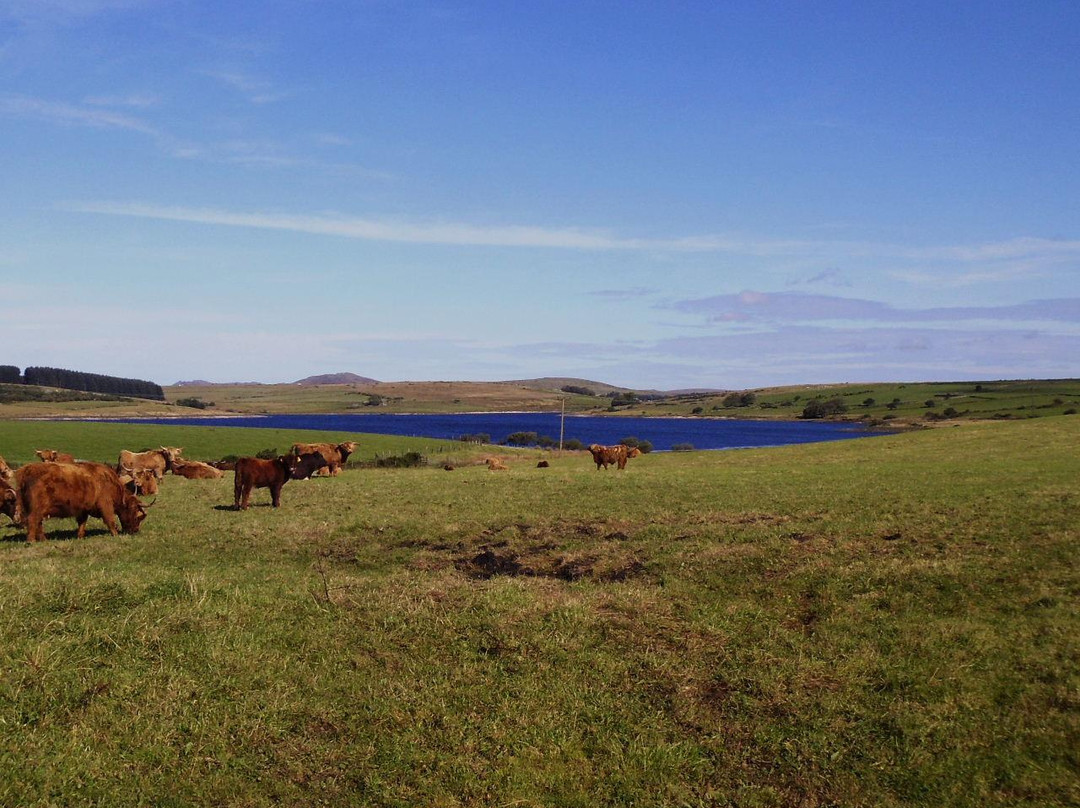 Colliford Lake景点图片