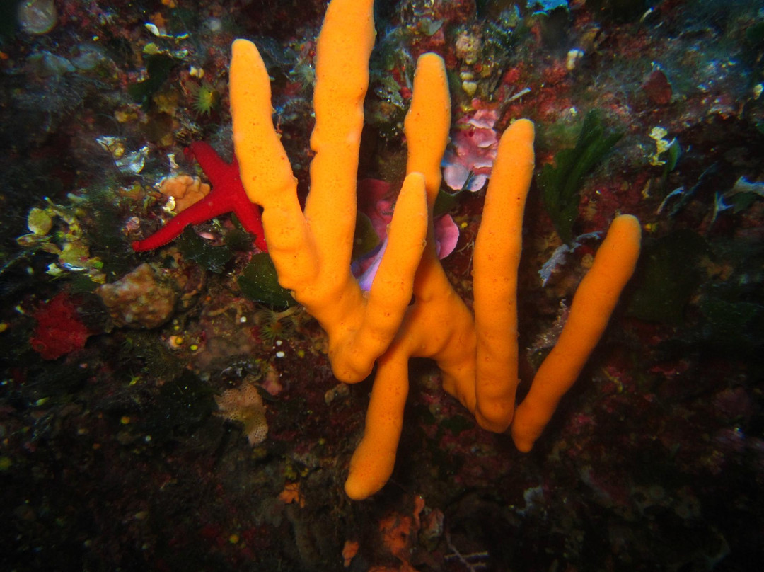 Lipari Diving Center-利帕里必去景点