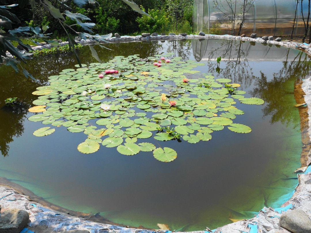 Botanical Garden-Amursk必去景点