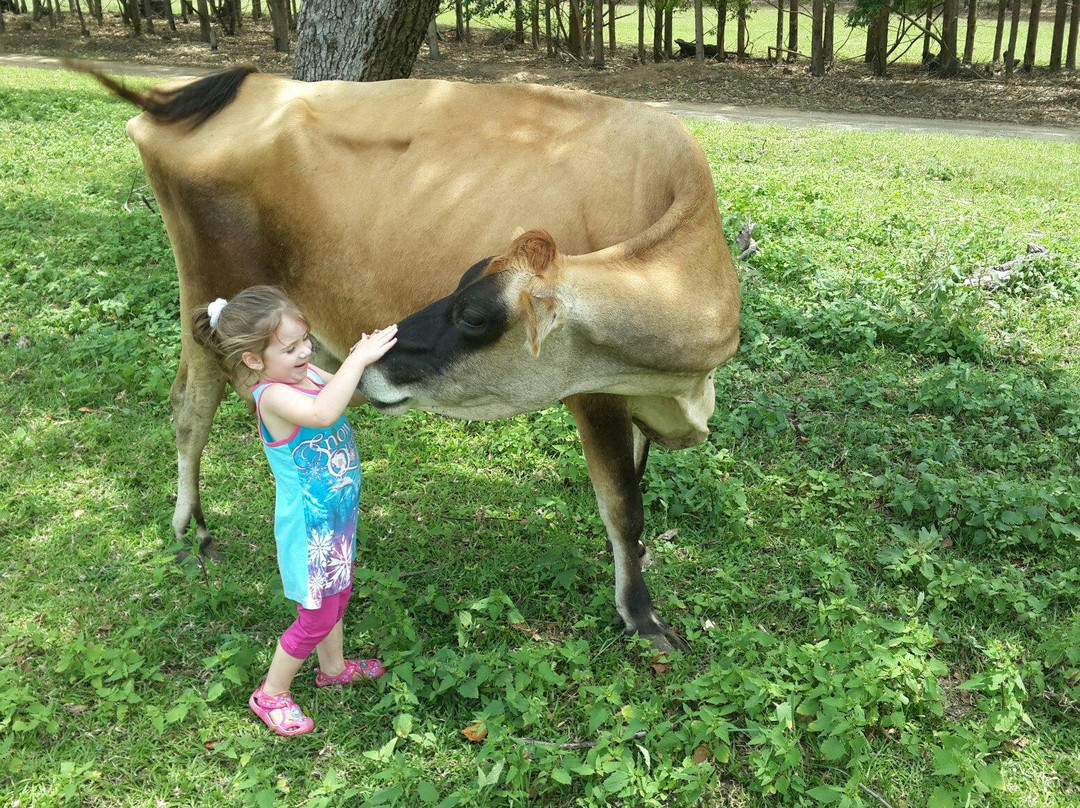 Cheese Farm & Lodge-Mtubatuba必去景点