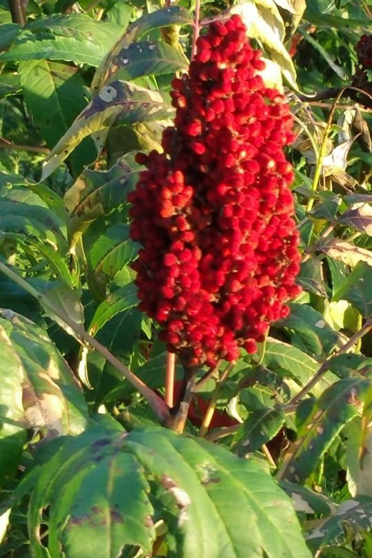 Milford Nature Center & Fish Hatchery-章克申城必去景点