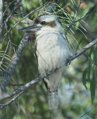 Dokidoki Tours-凯恩斯必去景点