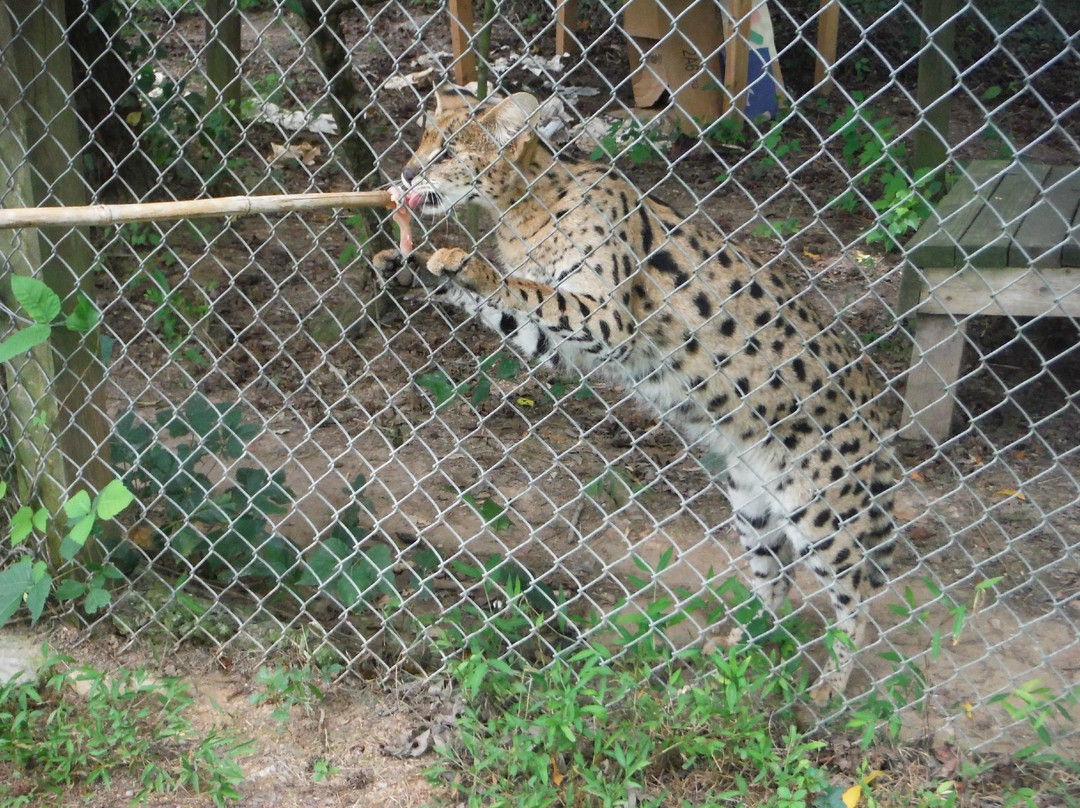 Carolina Tiger Rescue-Pittsboro必去景点