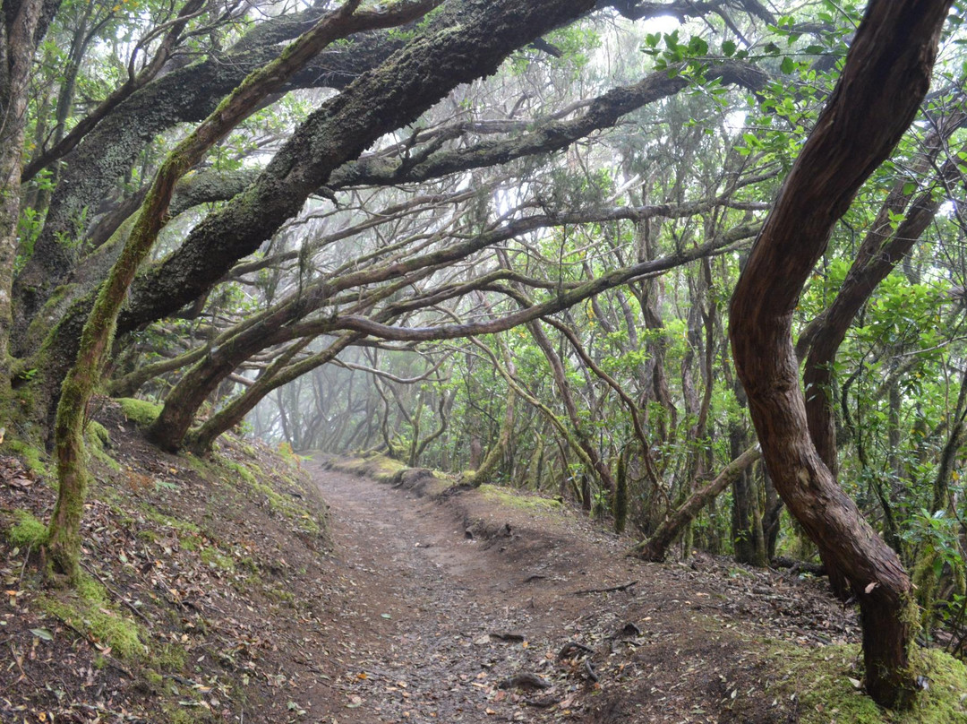 Sendero El Bosque Encantado景点图片