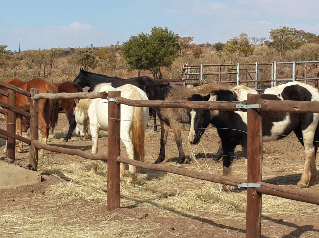 Horse Riding Adventures-柯立南必去景点