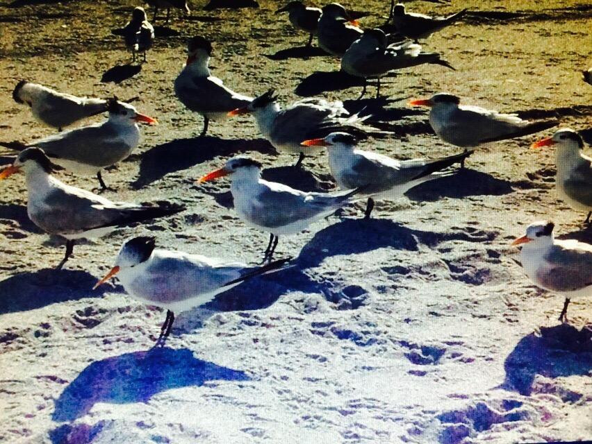 Paddlesports4u-North Palm Beach必去景点