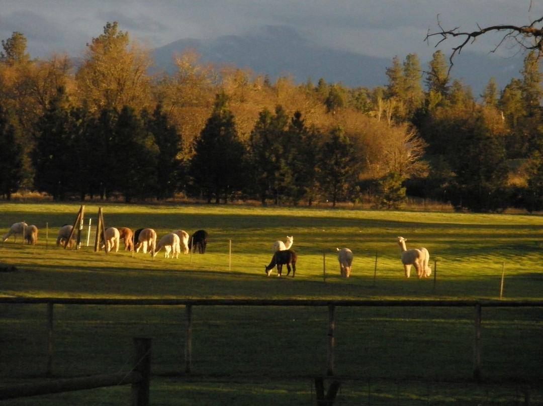 Alpacas at Lone Ranch-White City必去景点