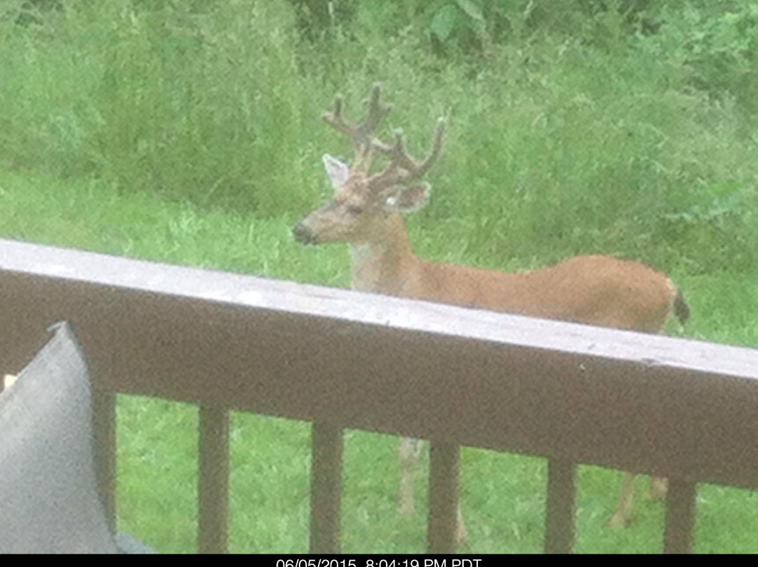 Mt. Scott Manor Bed and Breakfast主图