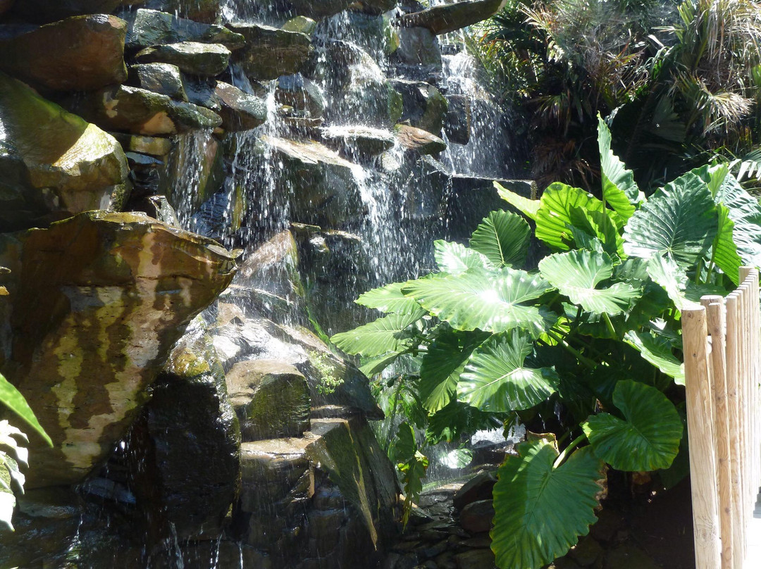 Jardín Botánico del Palmetum景点图片