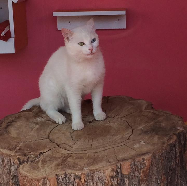 House of Van Cats-Van必去景点
