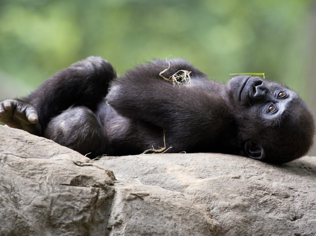 亚特兰大动物园