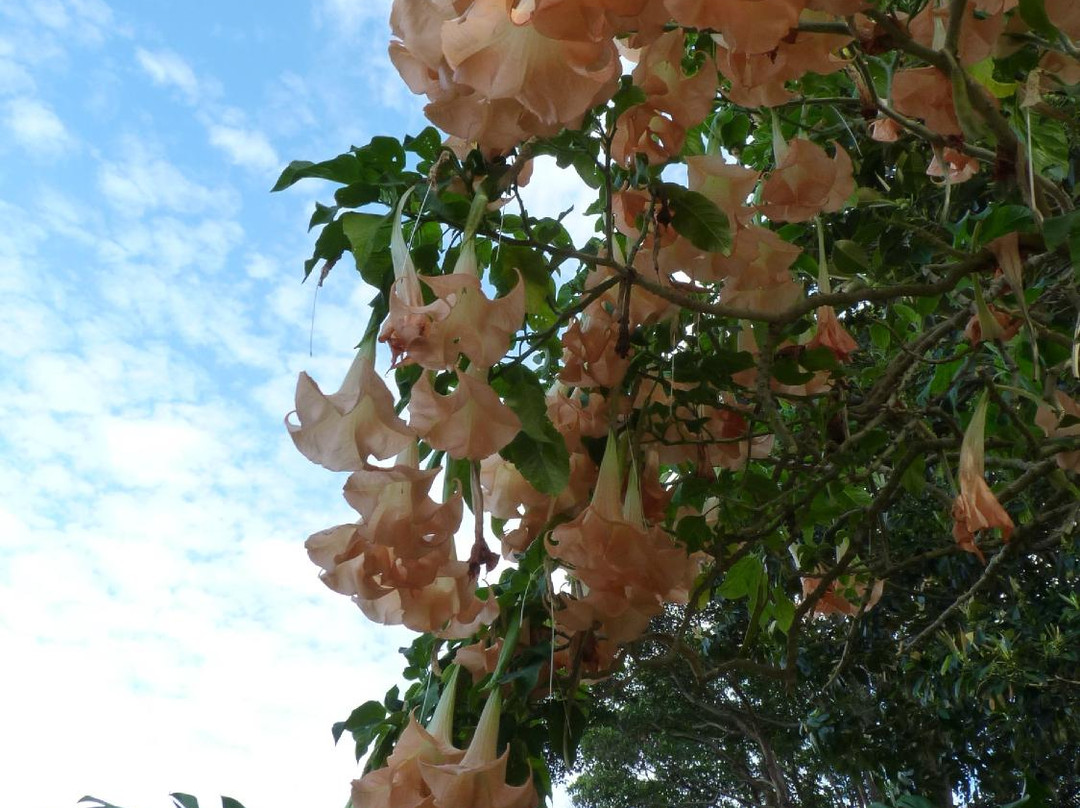 Wendy Whiteley's Secret Garden景点图片