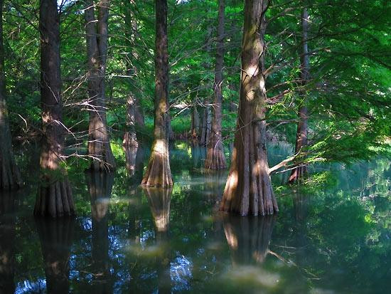 Sasaguri Kyushu University Forest景点图片