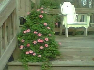 bethany beach Bed and Breakfast