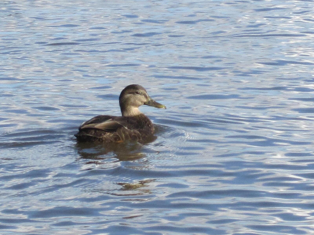 Parc Gagné-拉瓦尔必去景点