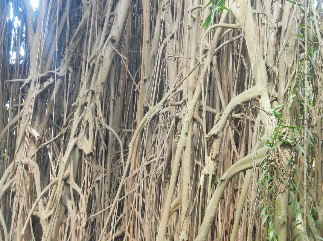 Giant Banyan Tree-塔纳岛必去景点