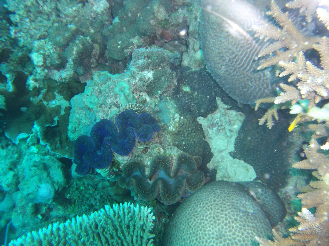 Abalone Plongée-Boueni必去景点