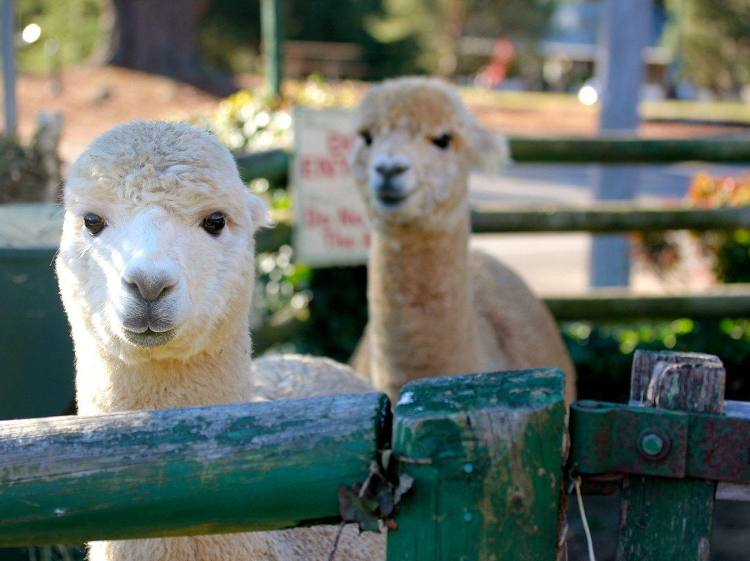 Australian Alpaca Centre-Berrima必去景点