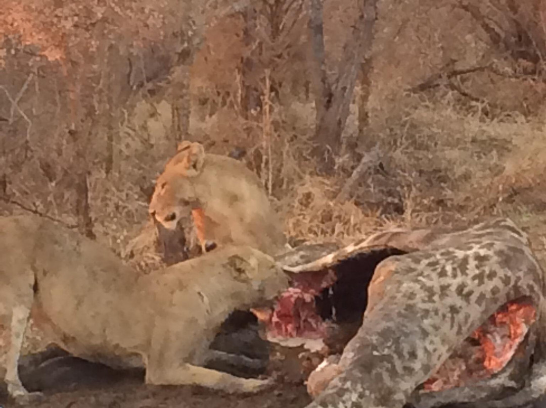 Nhongo Safaris-克鲁格国家公园必去景点