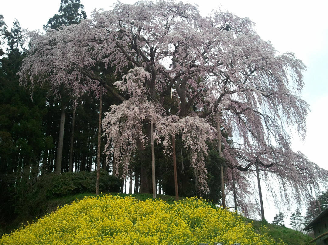 Kassenba no Shidare Zakura (Sakura)景点图片