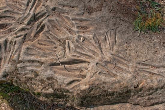 Terramungamine Reserve and Rock Grooves-达博必去景点