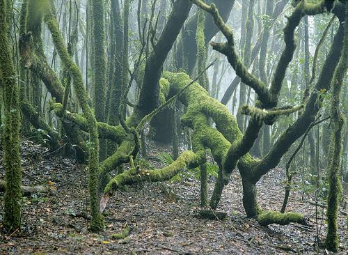 Bosque del Cedro景点图片