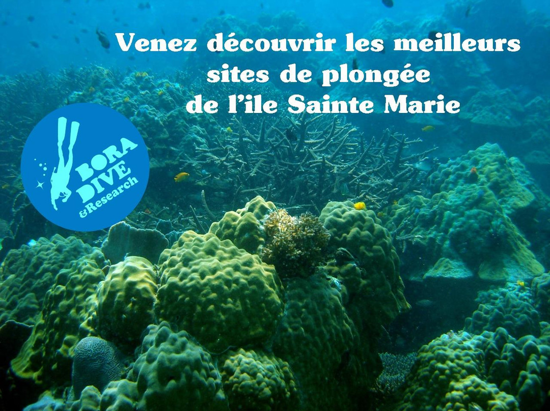 Bora Dive & Research景点图片