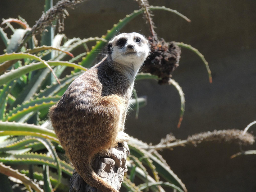 圣塔芭芭拉动物园-圣巴巴拉必去景点