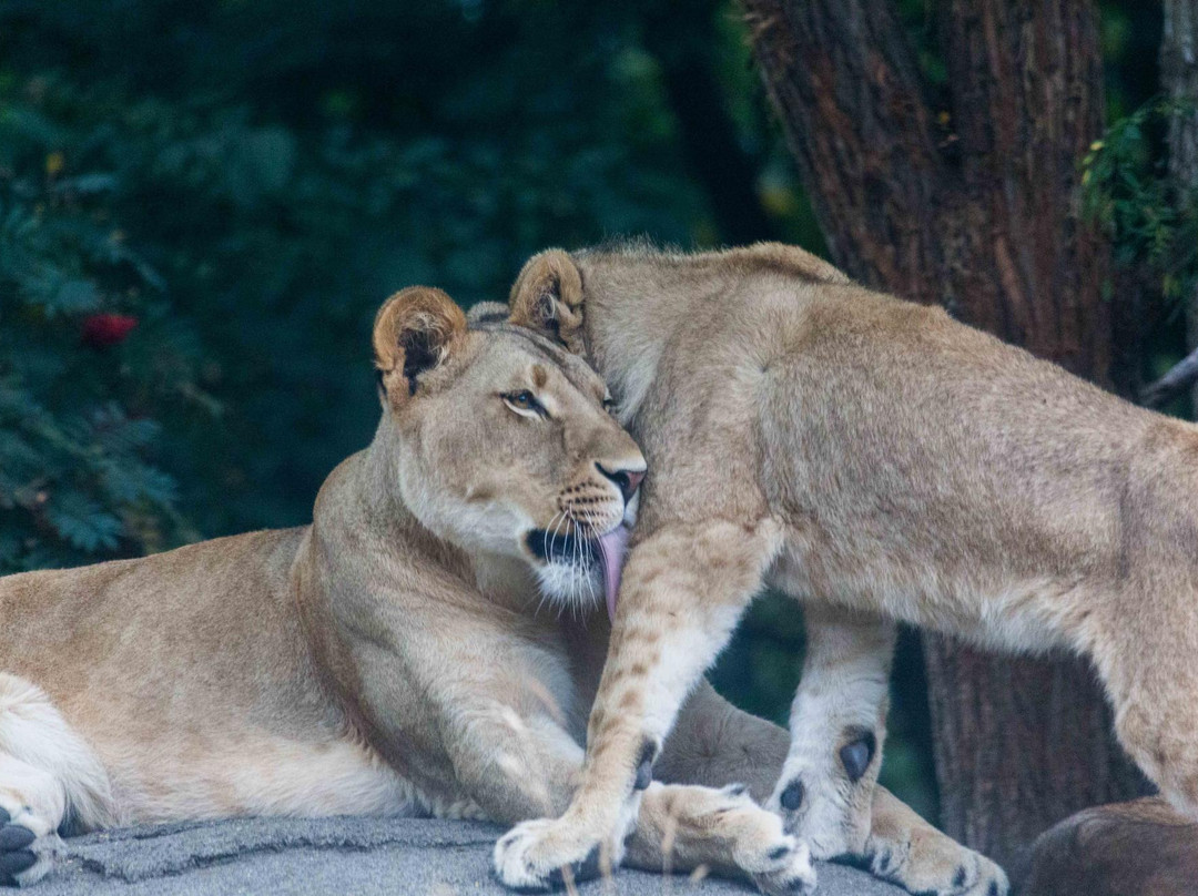 林地公园动物园-西雅图必去景点