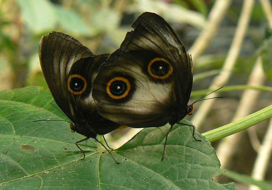 巴厘蝴蝶公园Taman Kupu Kupu-达巴南必去景点