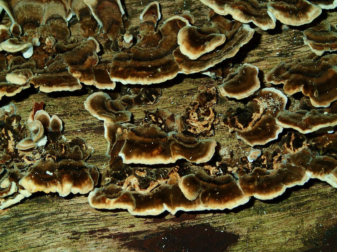 Caesar Creek Lake-Waynesville必去景点