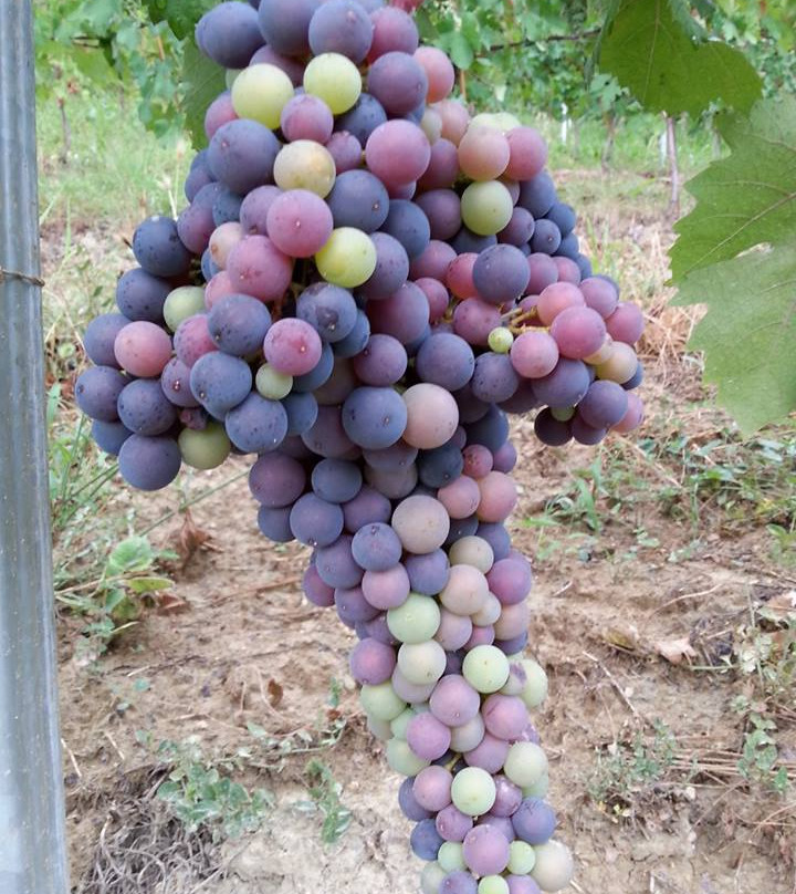 Bruno Rocca vineyard景点图片