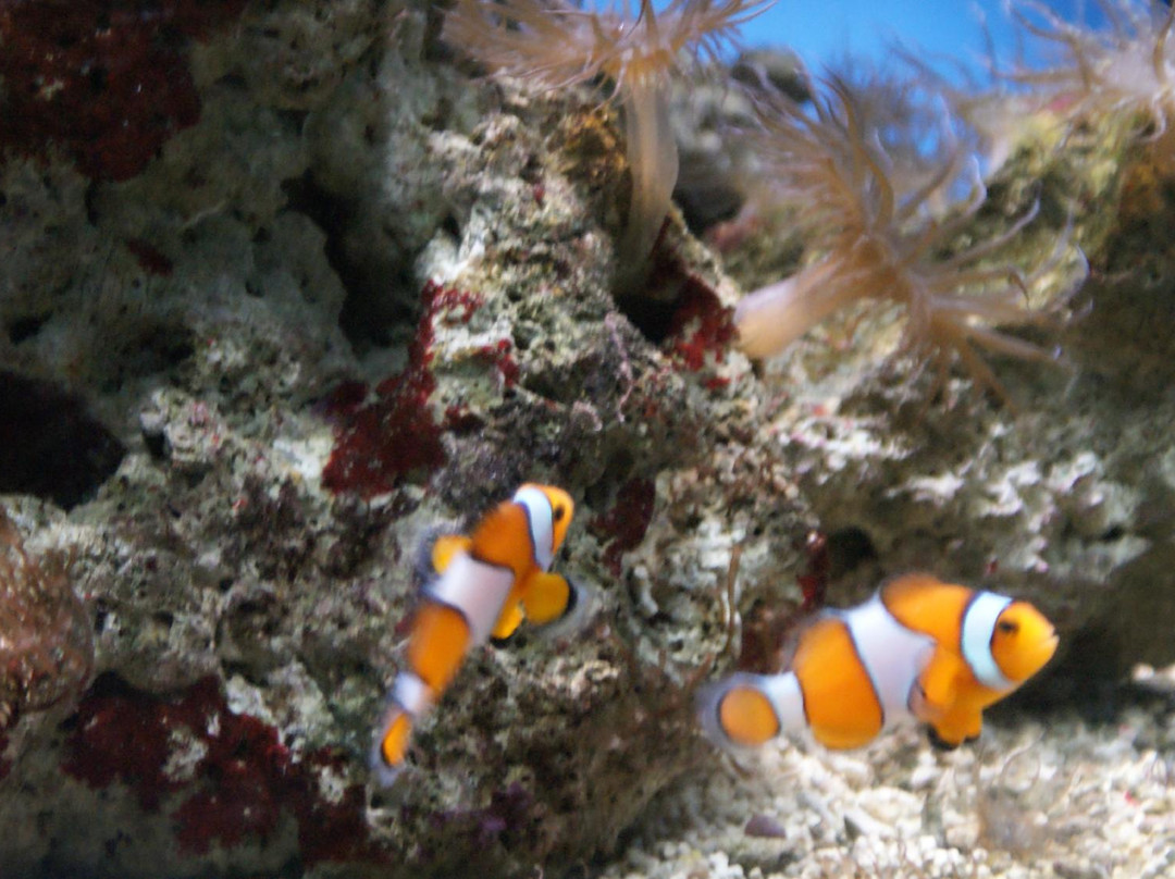 Aquarium d'Amneville景点图片