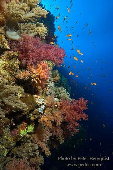 ZaBaRGaD House Reef-Hamata and Berenice必去景点
