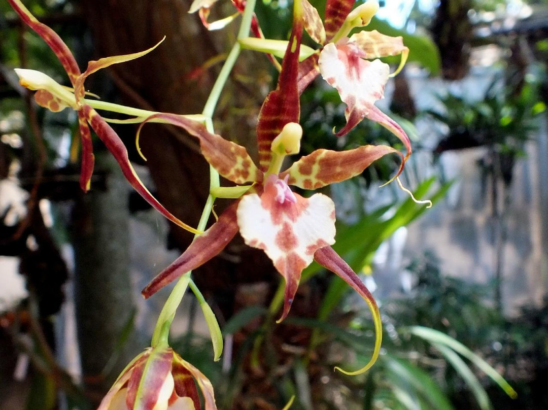 Museo De La Orquídea景点图片