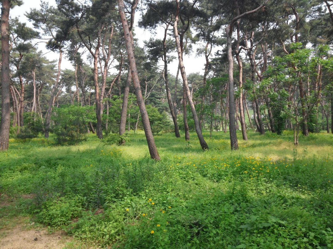 Sareung Royal Tombs-南杨州市必去景点