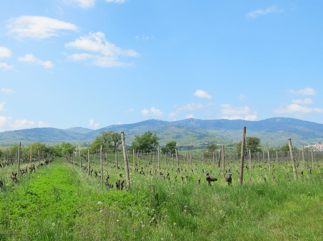Rhone Wine Tours-尼永必去景点